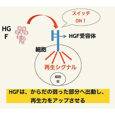 智精（ちせい） 300粒 : エムコレクション mcollection - 通販 - Yahoo