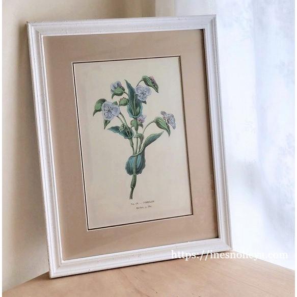 ボタニカルアート　植物標本　ウォールアート　額絵　植物画ハンドメイド ボタニカルアートフレーム額（植物画）B : メゾン・ド・スーベニール
