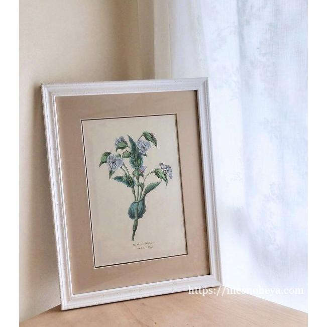 ボタニカルアートフレーム額（植物画）B : メゾン・ド・スーベニール