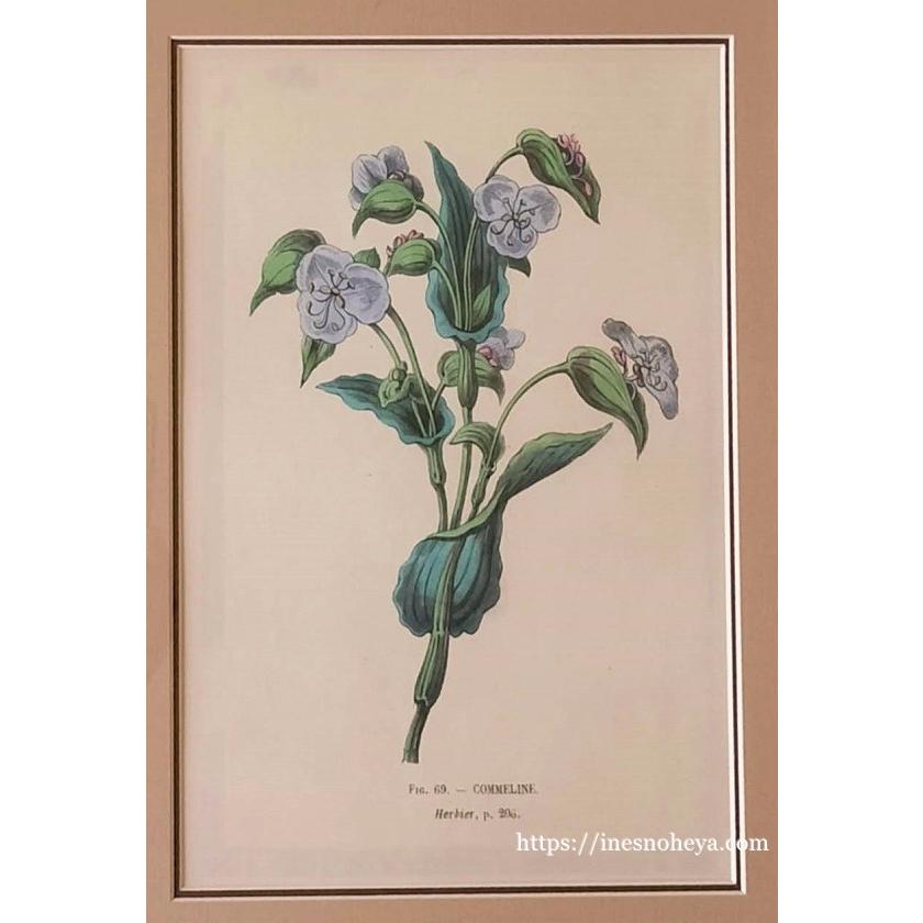 ボタニカルアートフレーム額（植物画）B : メゾン・ド・スーベニール