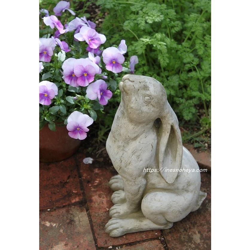 垂れ耳ウサギのイングリッシュロップ、ロングイヤーうさぎのジュリアン