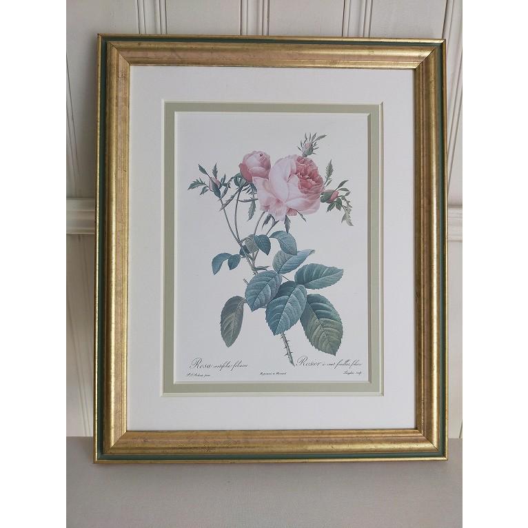 ルドゥーテ 薔薇 ボタニカルアート 絵 ピンク バラ ゴールド 額 ピンク