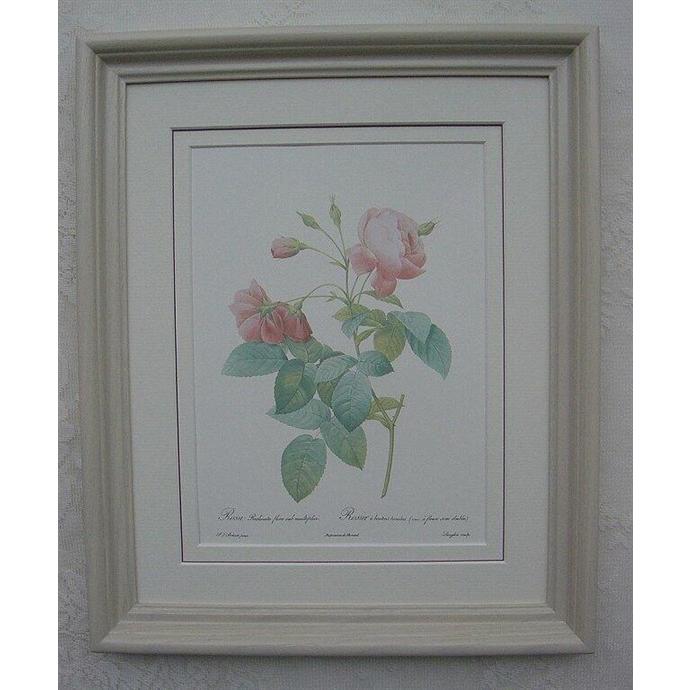 ルドゥテのバラ（ルドゥーテローズ）のフレーム額絵（ホワイトサンドフレーム）No,3 | 