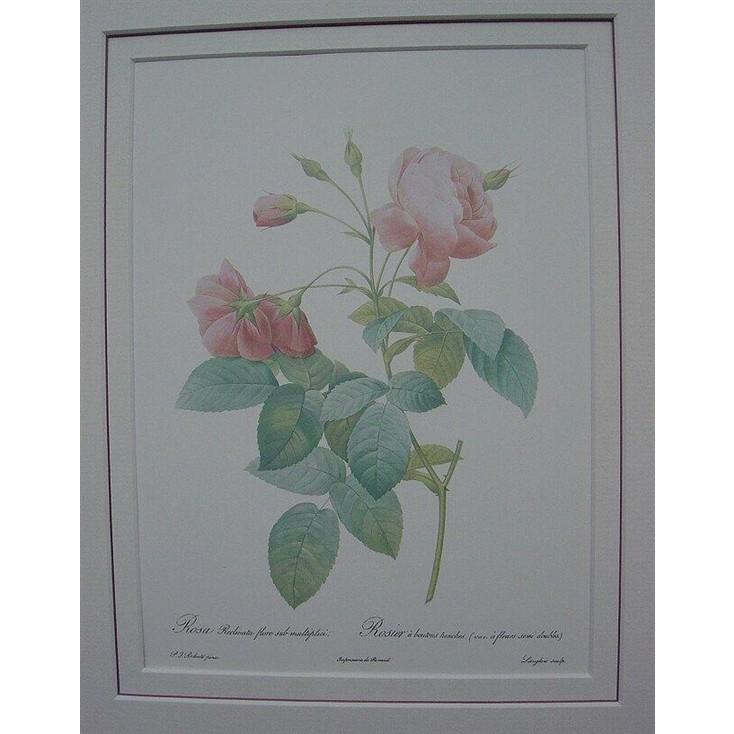 ルドゥテのバラ（ルドゥーテローズ）のフレーム額絵（ホワイトサンドフレーム）No,3 |  | 01