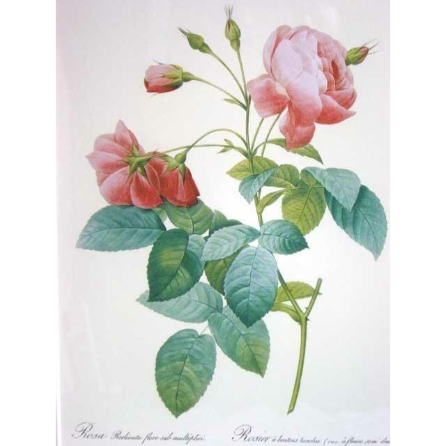 ルドゥテのバラ（ルドゥーテローズ）のフレーム額絵（ホワイトサンドフレーム）No,3 |  | 02