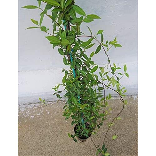 テイカカズラ 1pot 15cmポット 長さ150 0ｃｍ 苗 つる性植物 長尺物 トレリス フェンス アーチ A B092s5rll6 Me Purusiroppu 通販 Yahoo ショッピング