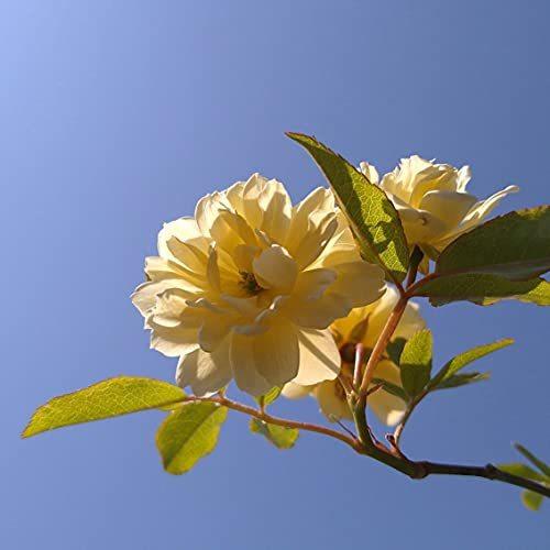 モッコウバラ 黄花 八重咲 苗 つる性植物 薔薇 バラ 長尺物 トレリス フェンス アーチ パーゴラ 支柱に絡ませよ A B095gp4s1f Me Purusiroppu 通販 Yahoo ショッピング