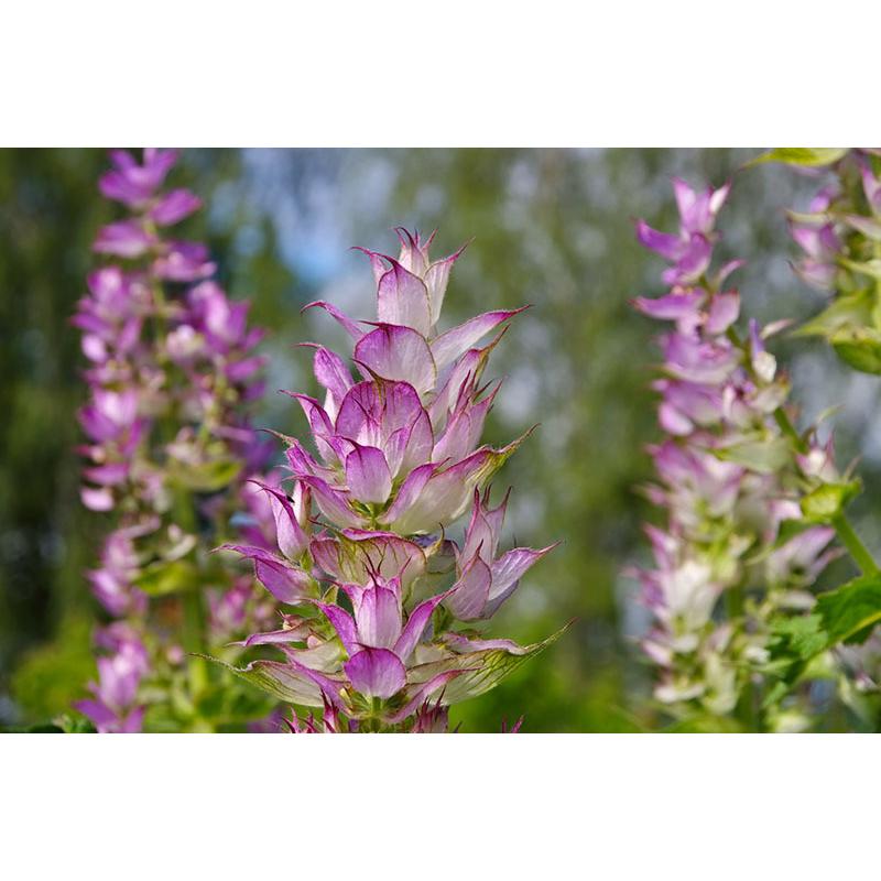 クラリセージ 10ml | メドウズ ホームコレクションエッセンシャルオイル |  | 14