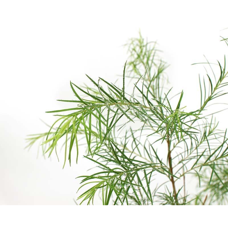 ティートリー 10ml | メドウズ ホームコレクションエッセンシャルオイル |  | 14