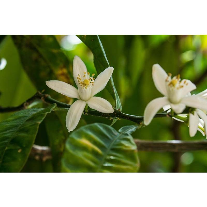 プチグレン 10ml | メドウズ ホームコレクションエッセンシャルオイル |  | 14