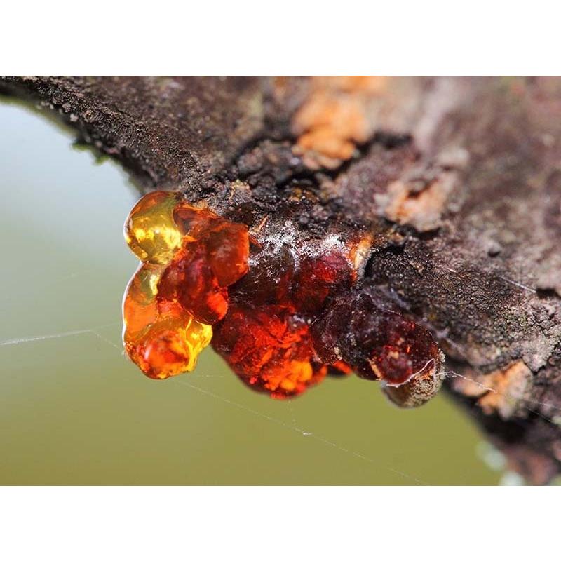 フランキンセンス（野生） 5ml | メドウズ ホームコレクションエッセンシャルオイル　 |  | 13