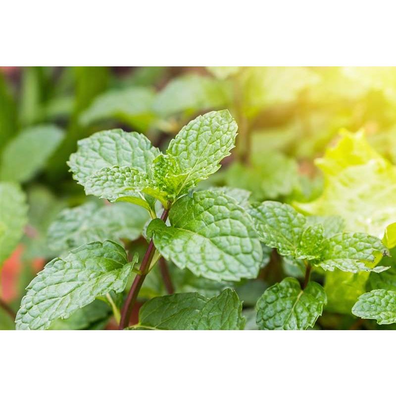 ペパーミント 10ml | メドウズ ホームコレクションエッセンシャルオイル |  | 13