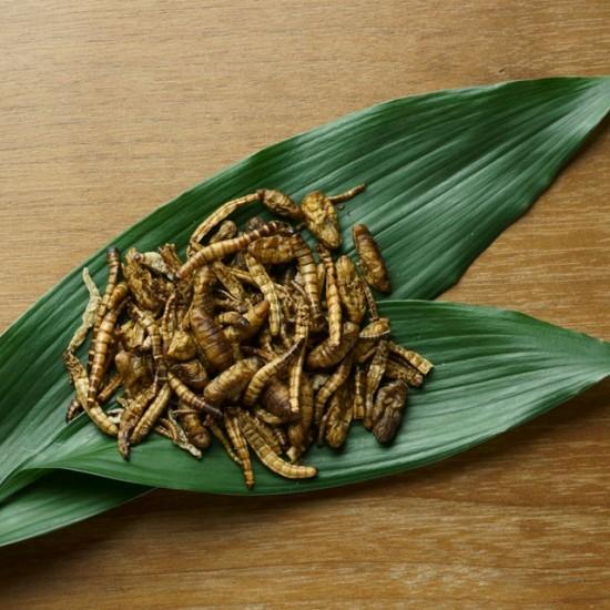 食用虫 昆虫食 食べる虫 幼虫ミックス いもむし 芋虫 ミルワーム スーパーワーム サゴワーム カイコ 15g タイ産 食用 食べる虫入門 送料無料 5010 ミート21ショップ 通販 Yahoo ショッピング