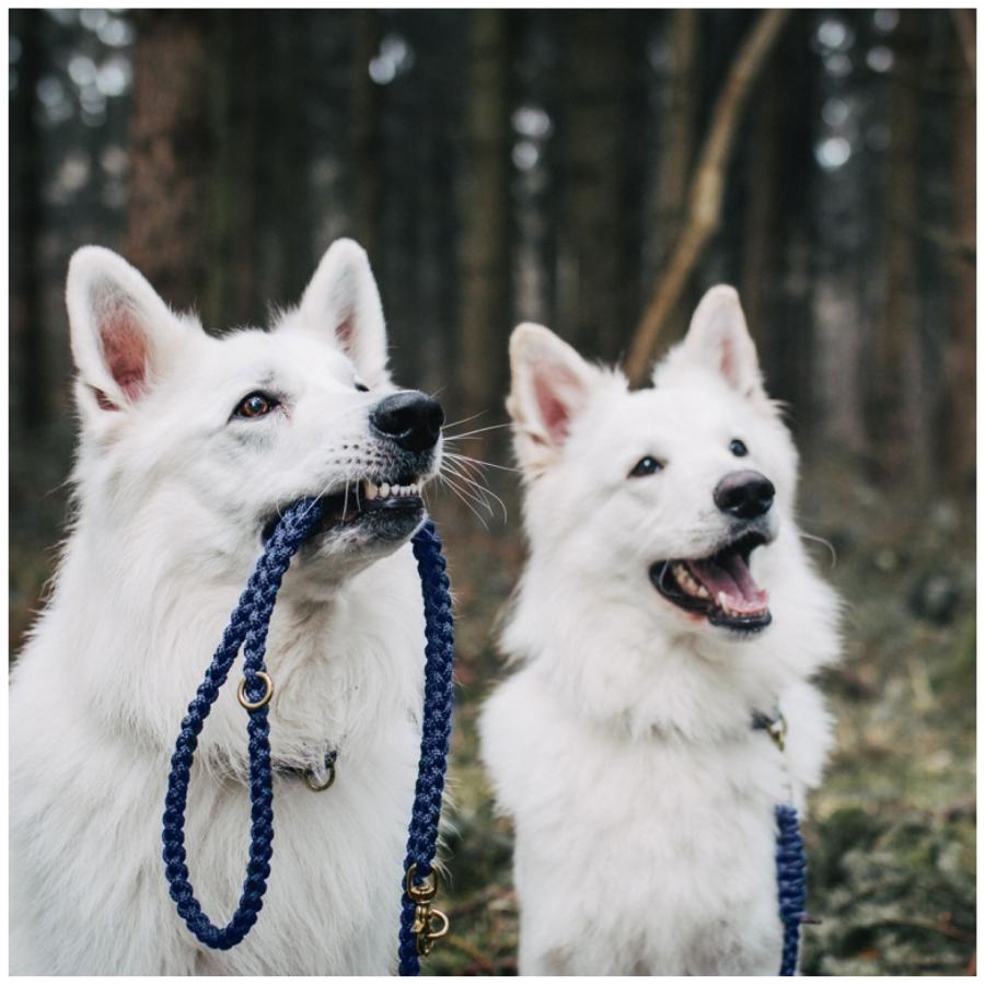 犬用首輪+リード Sサイズ パグ シーズー MOLLY&STITCH TOUCH OF