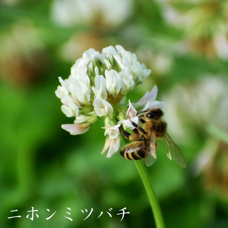 はちみつ 日本ミツバチ 蜂蜜 国産 非加熱 生はちみつ 鹿児島 120g 450g