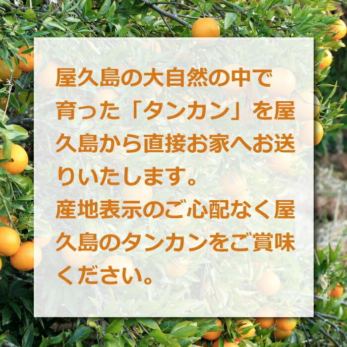 （鹿児島県産）ゆらら 訳あり熟成タンカン 2Lサイズ 2026年2月～3月出荷開始】 ブランドたんかん うららか (5kg) L 2L