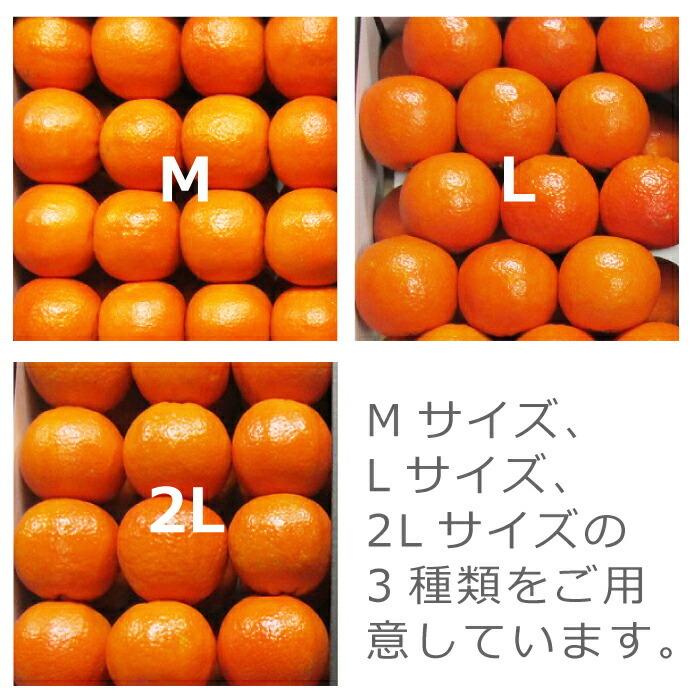 産地直送】たんかん 屋久島産 タンカン 2.5kg Lサイズ 約18玉 鹿児島県