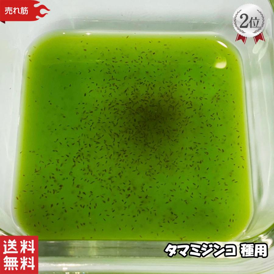 ミジンコ 種用 【タマミジンコ】お試しにどうぞ の商品画像
