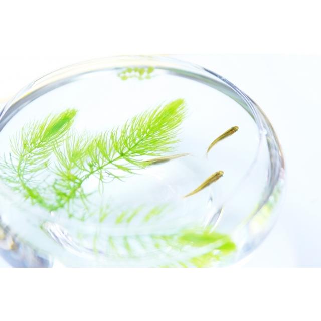 【新鮮な緑色の水草】『マツモ 』1000g 1000MTM003 楽天市場】マツモ 水草 1本 まつも 無農薬 みずくさ 水草通販 メダカ