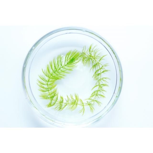 マツモ 3本 定番水草 送料無料 丈夫な水草です。 : ゴールドウッド