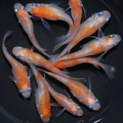 楽天市場】紅白みゆき（幹之）めだか 未選別 稚魚 SS〜Sサイズ 10匹