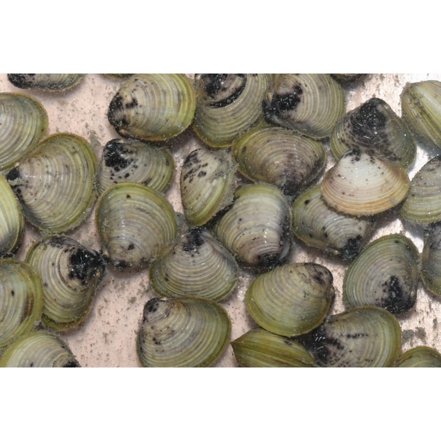 淡水シジミ サイズ無選別 30個 水質浄化 30 Off