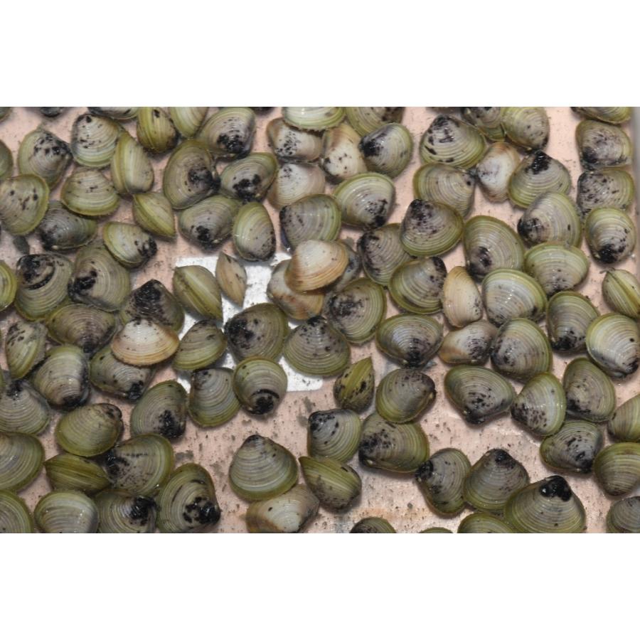 淡水シジミ サイズ無選別 50個 Majesticxpress Com