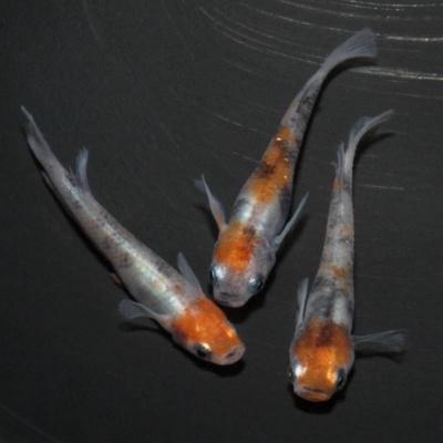 超目玉 雲州三色めだかの稚魚 10匹 メダカ 訳ありセール格安 Turningheadskennel Com