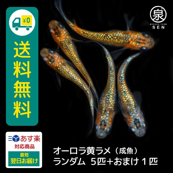 メダカ 生体 オーロラ黄ラメ 成魚 5匹 送料無料 S めだか めだか生体 メダカ生体 種類 水槽 卵 水草 人気 飼育 容器 Ad 001 05 メダカファーム泉 通販 Yahoo ショッピング