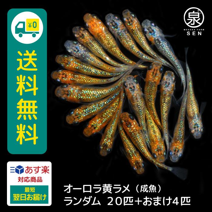 メダカ 生体 オーロラ黄ラメ 成魚 20匹+おまけ4匹付 送料無料 S めだか めだか生体 メダカ生体 種類 水槽 卵 水草 人気 飼育 容器 :ad-001-20:メダカファーム泉 - 通販 - Yahoo!ショッピング メダカ 生体 オーロラ黄ラメ 成魚 20匹+おまけ4匹付 送料無料 S めだか めだか生体 メダカ生体 種類 水槽 卵 水草 人気 飼育 容器 :ad-001-20:メダカファーム泉 - 通販 - Yahoo!ショッピング