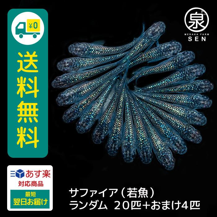 注目の サファイア 成魚 匹 送料無料 大人 めだか メダカ ラメ 光る ラメ かわいい 光る かっこいい メダカ女子 サファイア 青ラメ 初心者 厳選 人気 売り切れ必至 Turningheadskennel Com