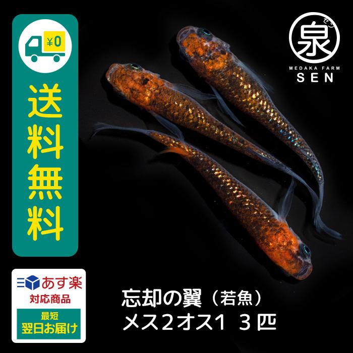 メダカ 生体 忘却の翼 若魚 3匹 送料無料 E めだか めだか生体 メダカ生体 種類 水槽 卵 水草 人気 飼育 容器 :ad-003-003:メダカファーム泉 - 通販 - Yahoo!ショッピング メダカ 生体 忘却の翼 若魚 3匹 送料無料 E めだか めだか生体 メダカ生体 種類 水槽 卵 水草 人気 飼育 容器 :ad-003-003:メダカファーム泉 - 通販 - Yahoo!ショッピング