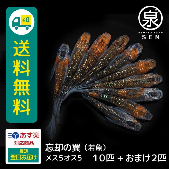メダカ 生体 忘却の翼 若魚 10匹 送料無料 E めだか めだか生体 メダカ生体 種類 水槽 卵 水草 人気 飼育 容器 Ad 003 10 メダカファーム泉 通販 Yahoo ショッピング