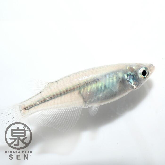 無料長期保証 メダカ 生体 深海 成魚 10匹 送料無料 S めだか めだか生体 メダカ生体 種類 水槽 卵 水草 人気 飼育 容器 Columbiatools Com