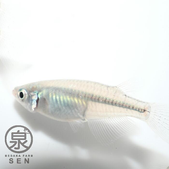 無料長期保証 メダカ 生体 深海 成魚 10匹 送料無料 S めだか めだか生体 メダカ生体 種類 水槽 卵 水草 人気 飼育 容器 Columbiatools Com