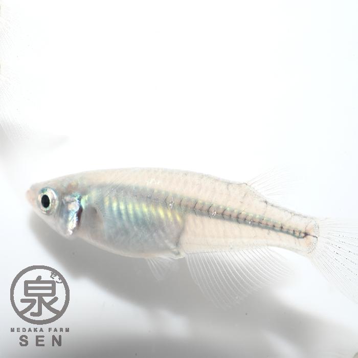 深海 成魚 15匹 送料無料 S めだか メダカ 生体 めだか生体 メダカ生体 種類 ビオトープ 激安 人気 初心者 養殖 容器 ラメ メダカ