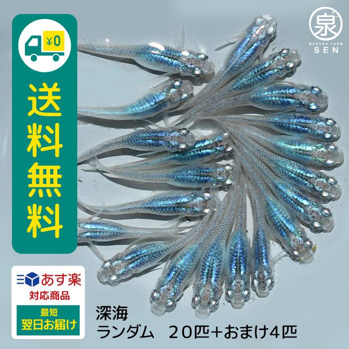 深海 成魚 匹 送料無料 S めだか メダカ 生体 めだか生体 メダカ生体 種類 ビオトープ 激安 人気 初心者 養殖 容器 ラメ メダカ Arrowspeedline Com Vn