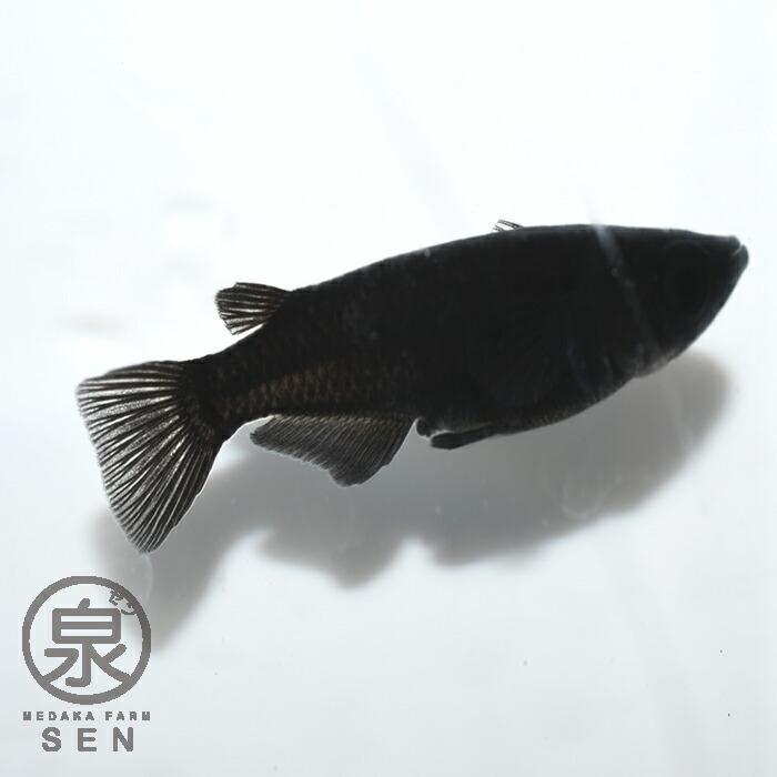 メダカ 生体 オロチ 成魚 匹 送料無料 S めだか めだか生体 メダカ生体 種類 水槽 卵 水草 人気 飼育 容器 Pm Ssp Ma Gov Br