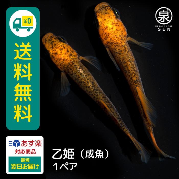乙姫 成魚 1ペア 送料無料 E めだか メダカ 生体 めだか生体 メダカ生体 種類 ビオトープ