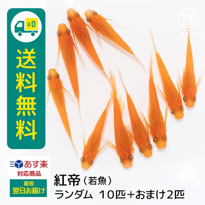 紅帝 成魚 10匹 送料無料 F めだか メダカ 生体 めだか生体 メダカ生体 種類 ビオトープ 激安 人気 初心者 養殖 容器 ラメ Ad 010 10 メダカファーム泉 通販 Yahoo ショッピング