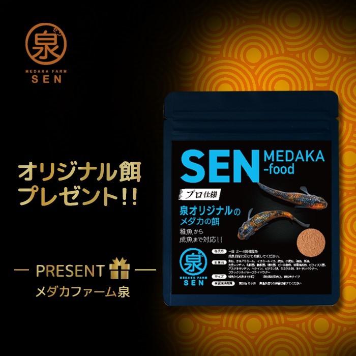 メダカ 生体 三色ラメ 成魚 5匹+おまけ1匹付 送料無料 F めだか めだか生体 メダカ生体 種類 水槽 卵 水草 人気 飼育 容器 :ad-0100-005:メダカファーム泉 - 通販 - Yahoo!ショッピング メダカ 生体 三色ラメ 成魚 5匹+おまけ1匹付 送料無料 F めだか めだか生体 メダカ生体 種類 水槽 卵 水草 人気 飼育 容器 :ad-0100-005:メダカファーム泉 - 通販 - Yahoo!ショッピング