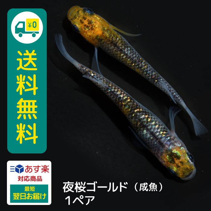 超人気 夜桜ゴールド 成魚 2匹 送料無料 大人 めだか メダカ ラメ 金 きれい かわいい よざくら 光る かっこいい 初心者 厳選 メダカ生体 めだか生体 生体 全ての Www Sei Ba Gov Br