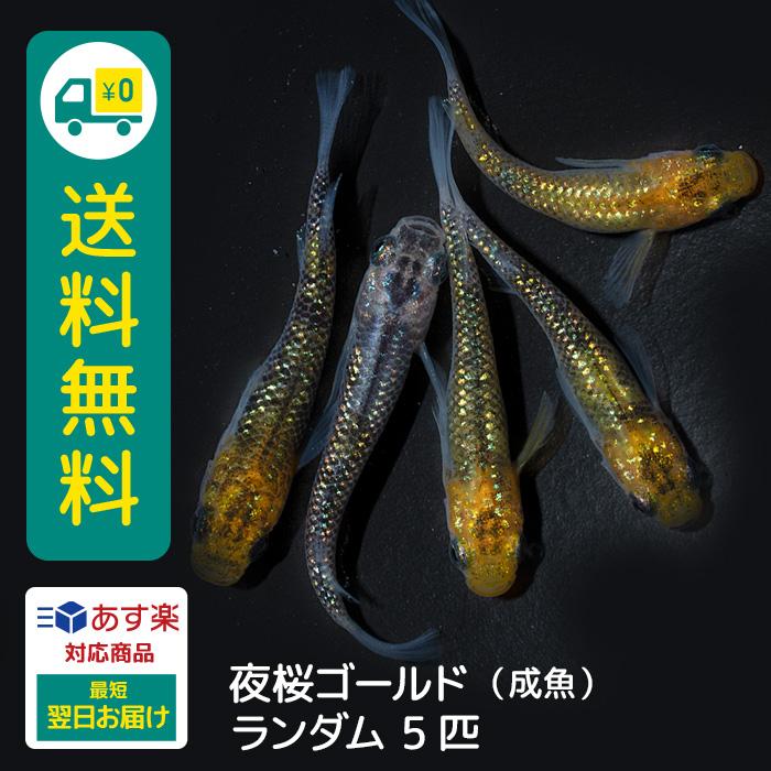夜桜ゴールド 成魚 5匹 送料無料 E めだか メダカ 生体 めだか生体 メダカ生体 種類 ビオトープ 激安 人気 初心者 養殖 容器 ラメ メダカ Www Ma Maison Algarve Com