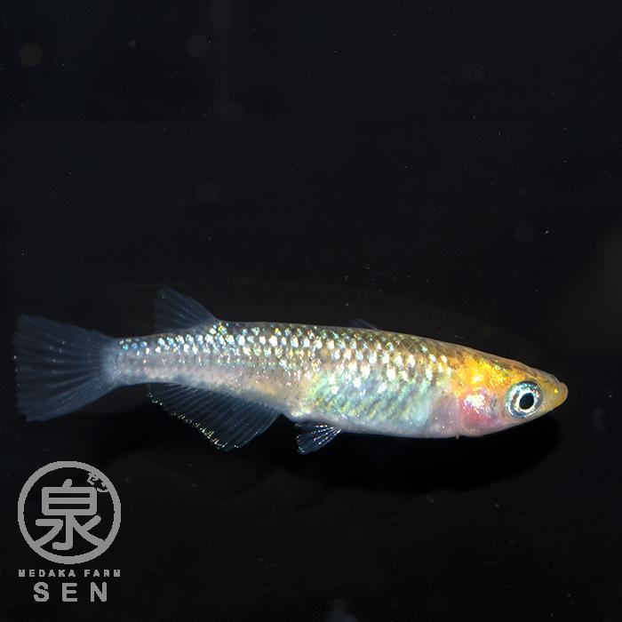 夜桜ゴールド 成魚 5匹 送料無料 E めだか メダカ 生体 めだか生体 メダカ生体 種類 ビオトープ 激安 人気 初心者 養殖 容器 ラメ メダカ Www Ma Maison Algarve Com