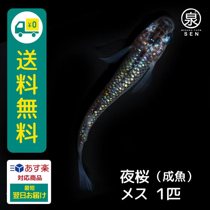 メダカ 生体 夜桜 成魚 1匹 送料無料 S めだか めだか生体 メダカ生体 種類 水槽 卵 水草 人気 飼育 容器 :ad-012-001:メダカファーム泉 - 通販 - Yahoo!ショッピング メダカ 生体 夜桜 成魚 1匹 送料無料 S めだか めだか生体 メダカ生体 種類 水槽 卵 水草 人気 飼育 容器 :ad-012-001:メダカファーム泉 - 通販 - Yahoo!ショッピング