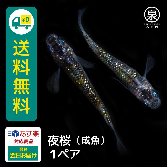 完売 夜桜 成魚 2匹 送料無料 大人 めだか メダカ ラメ きれい かわいい よざくら 光る かっこいい 初心者 厳選 人気 メダカ生体 めだか生体 生体 日本産 Turningheadskennel Com