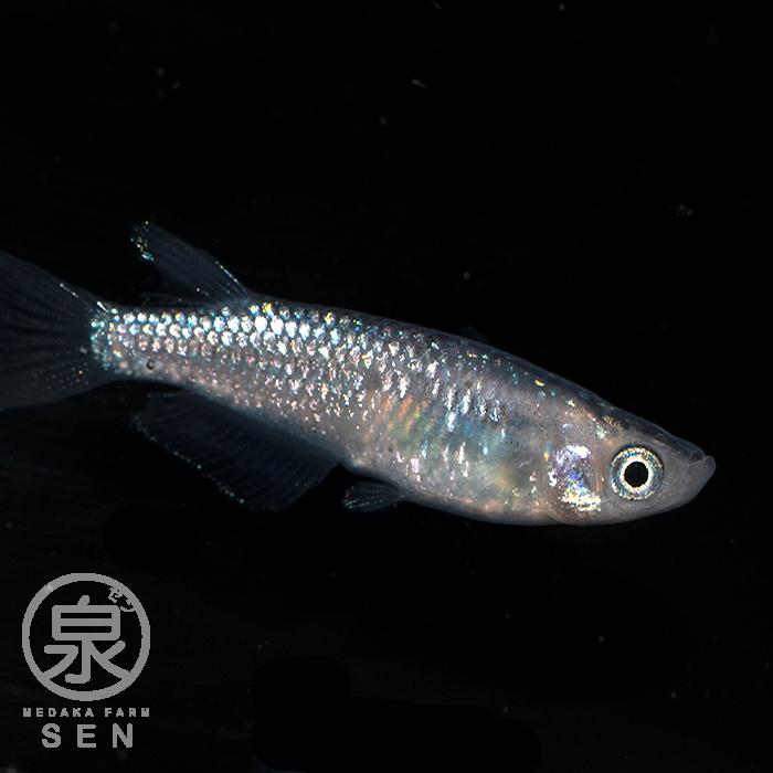 メダカ 生体 夜桜 成魚 1ペア 送料無料 S めだか めだか生体 メダカ生体 種類 水槽 卵 水草 人気 飼育 容器|medakafarm-sen|02