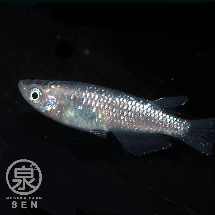 メダカ 生体 夜桜 成魚 1ペア 送料無料 S めだか めだか生体 メダカ生体 種類 水槽 卵 水草 人気 飼育 容器|medakafarm-sen|03