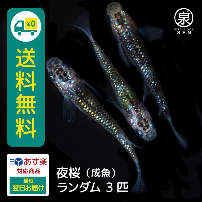 メダカ 生体 夜桜 成魚 3匹 送料無料 S めだか めだか生体 メダカ生体 種類 水槽 卵 水草 人気 飼育 容器 Ad 012 003 メダカファーム泉 通販 Yahoo ショッピング