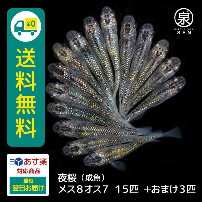 メダカ 生体 夜桜 成魚 15匹 送料無料 S めだか めだか生体 メダカ生体 種類 水槽 卵 水草 人気 飼育 容器 愛用